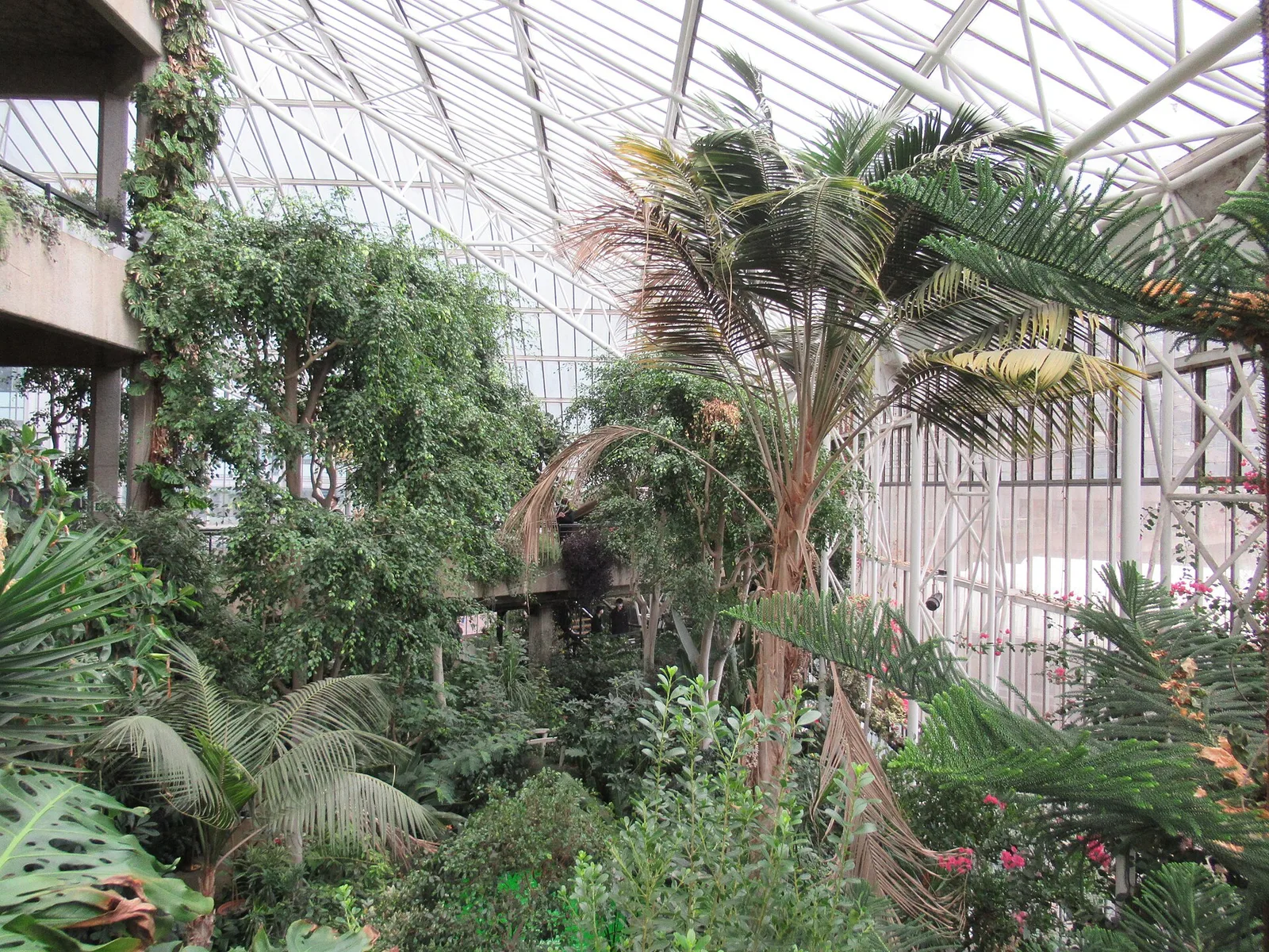 Barbican Conservatory